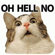 Image result for Hell No Cat Meme