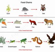 Image result for Longest Food Chain