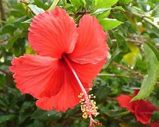 Image result for Manchineel Flower