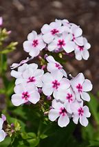 Image result for Phlox White Eye Flame ® (Paniculata-Group)