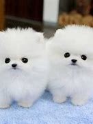 Image result for What Are the Top 10 Cutest Dogs