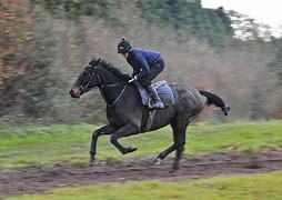 Image result for Horse Racing From Stands