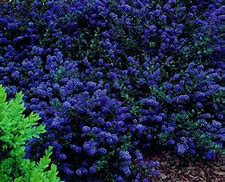 Image result for Ceanothus Blue Sapphire