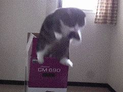 Image result for Cat Jumping Meme