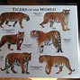 Image result for Largest Tiger in the World