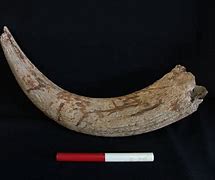 Image result for ancient cows fossils