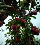 Image result for Kuner's Apple-Picking