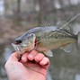 Image result for Bass Fish Jumping Out of Water
