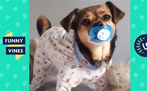 Image result for Funny Animal Collection Vines