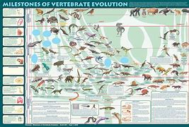 Image result for Animal Evolution Chart
