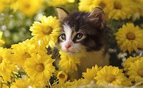 Image result for PC Wallpaper 1920X1080 Cute