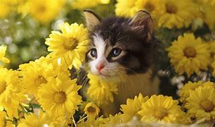 Image result for Cute PC Backgrounds