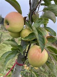 Image result for Red Golden Delicious