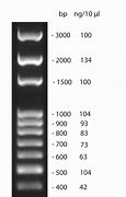 Image result for N3231l 100 BP DNA Ladder