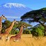 Image result for African Safari South Africa