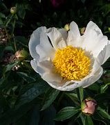 Image result for Paeonia Krinkled White (Lactif-S-Group)