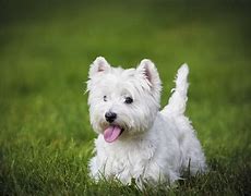 Image result for Best Calm Small Dog Breeds for Seniors