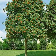 Bildresultat för Sorbus arnoldiana Apricot Queen
