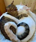 Image result for Cuddling Cat Meme