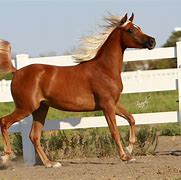 Image result for Golden Arabian Horse