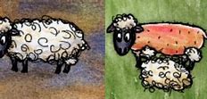 Image result for Domestic sheep