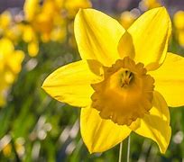 Image result for Flowers in the Netherlands with Many Petals