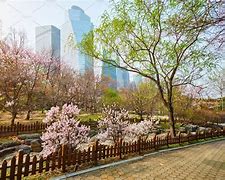 Image result for Yeouido Park Spring