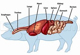 Image result for Swine Side View Pic