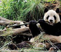 Image result for Panda Bear Habitat