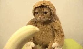 Image result for Banana Cat Meme Different Foods