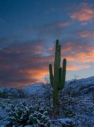 Image result for Arizona Desert Snow