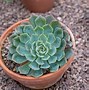 Image result for Golden Barrel Cactus in Desert