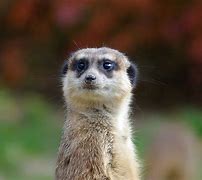 Image result for Small Zoo Animals