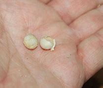 Image result for Anole Lizard Eggs