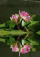 Image result for Lotus Flower Meme