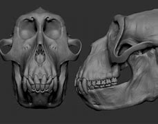 Image result for Ape Skull