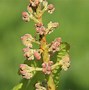 Image result for Aesculus pavia Atrosanguinea