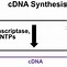 Image result for Antibody cDNA Library