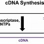 Image result for cDNA Library Methods