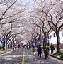 Image result for Korea Sakura