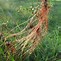 Image result for cuscuta_epithymum
