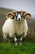 Image result for Ram Animal Sheep