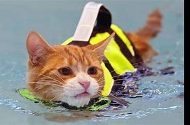 Image result for Underwater Cat Meme