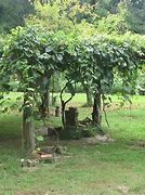 Image result for Home Grape Vine Trellis