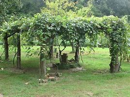 Image result for Rustic Grape Vine Trellis