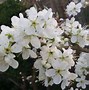 Image result for Prunus avium Compact Stella