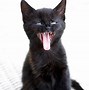 Image result for Cat with Mouth Open Side View