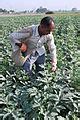 Image result for Farmer Tamil Wikipedia