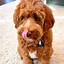 Image result for Miniature Labradoodle