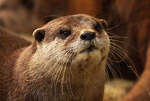 Image result for Otter for Scale